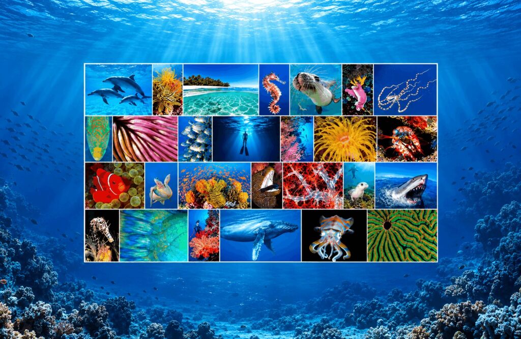 OceanwideImages-Cover7-under-1MB-256